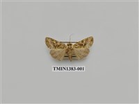 藏品(夜蛾科)的圖片